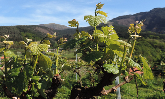 Berroja Winery: Txakoli, nature and landscape